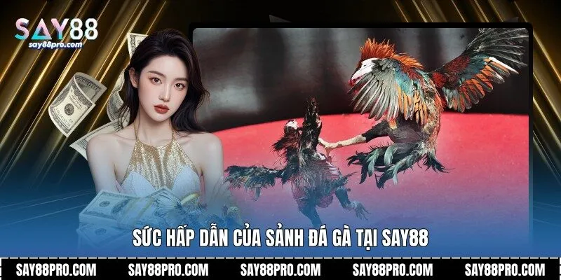 Sức hấp dẫn của sảnh đá gà tại Say88